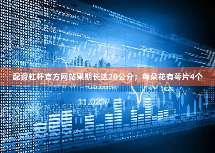 配资杠杆官方网站果期长达20公分；每朵花有萼片4个